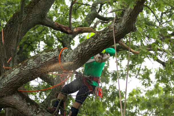 Tree and Shrub Care in Whitefish Bay, WI