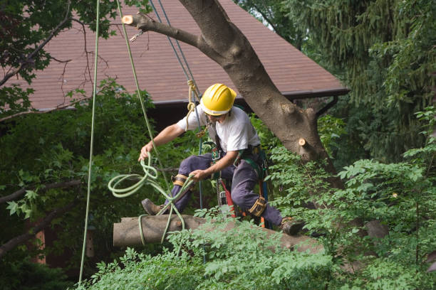 Best Tree Mulching  in Whitefish Bay, WI