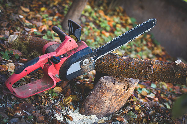 Best Fruit Tree Pruning  in Whitefish Bay, WI