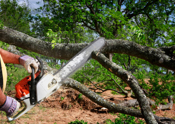 Professional Tree Care in Whitefish Bay, WI