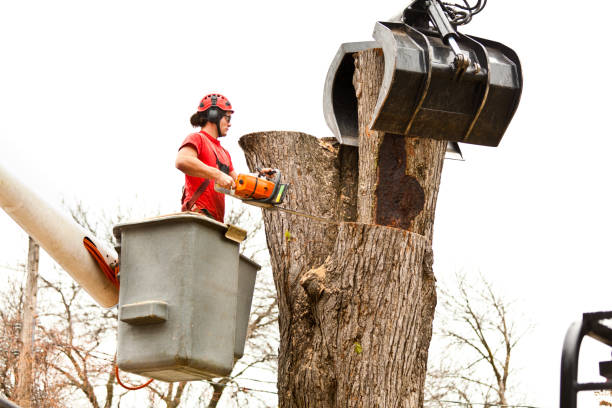 Best Storm Damage Tree Cleanup  in Whitefish Bay, WI